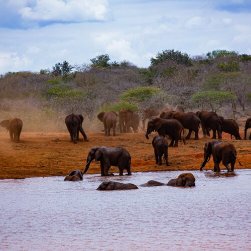 2 Days Tsavo East National Park Holiday safari