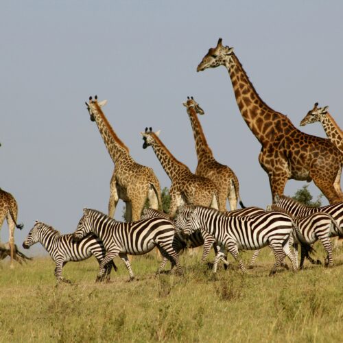 3 Days Nairobi to Mombasa Safari: Amboseli & Tsavo West Adventure