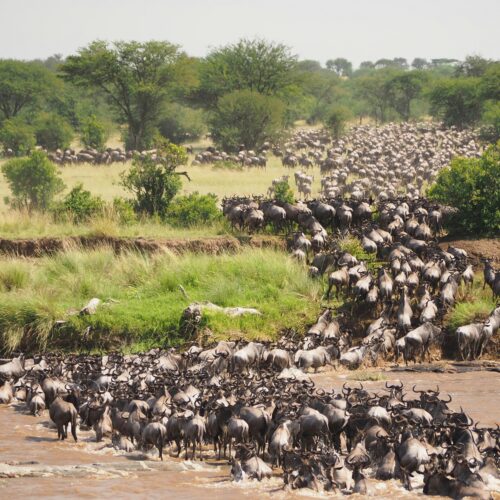 3 Days Masai Mara Amazing Budget Safari (Air safari)