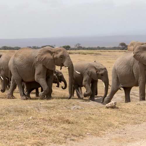 4 Days Tsavo East Salt Lick Amboseli Safari – Best Kenya Wildlife Adventure
