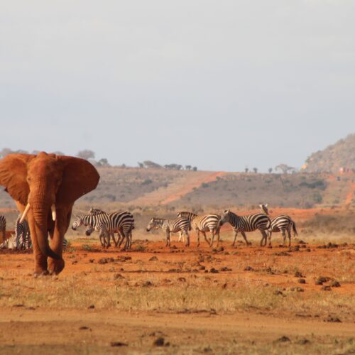 3 Days Tsavo East and Amboseli Safari (Kilimanjaro Safaris)