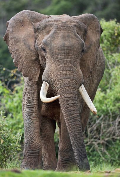 ‘Aberdare National Park, Central Province, Kenya (Nigel Pavitt)’ von John Warburton-Lee Photography