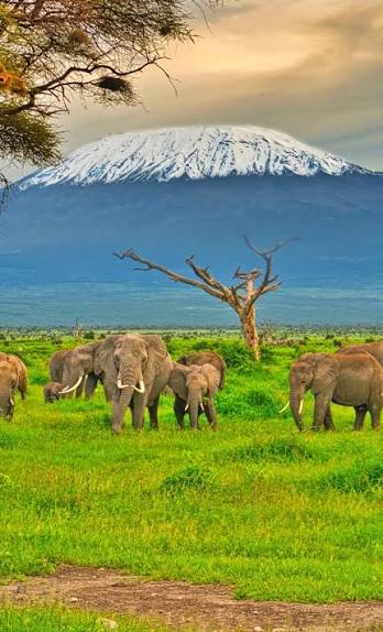 Amboseli