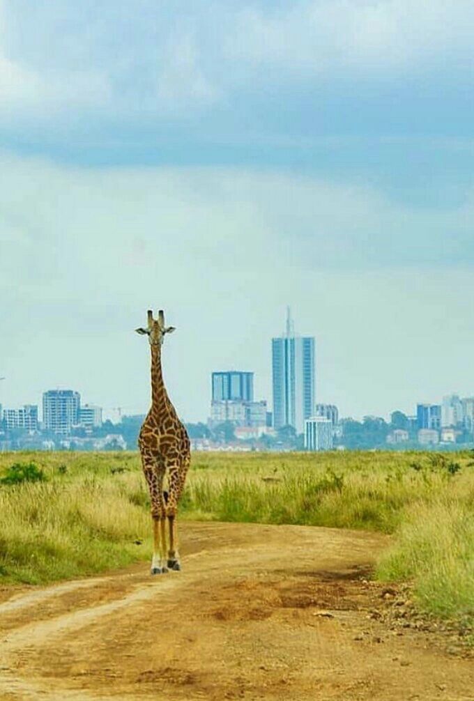 Nairobi National Park,Giraffe Kenya