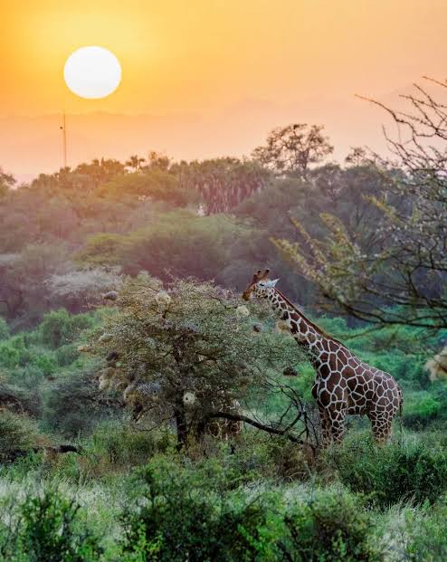 Samburu