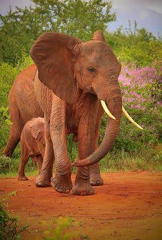 Tsavo