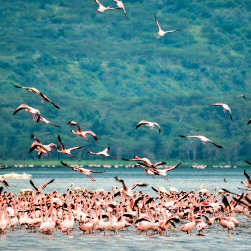 7 Days Kenya Wildlife Amazing Budget Safari – Samburu, Lake Nakuru & Masai Mara