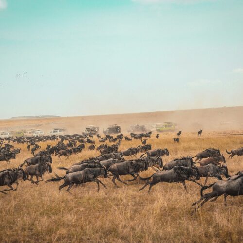 2 Days 1 Night Masai Mara Budget Safari From Nairobi – Big Five Wildlife Adventure