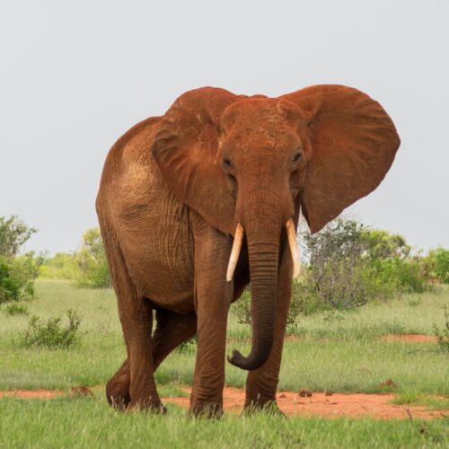 3-Day Tsavo East and Tsavo West Luxury Safari From Nairobi – Ultimate Wildlife Adventure