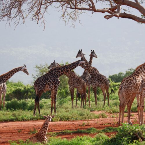 3-Day Tsavo East and Tsavo West Luxury Safari From Nairobi – Ultimate Wildlife Adventure
