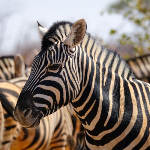 4-Day Nairobi, Aberdare & Samburu Safari – Kenya Luxury Lodge Adventure