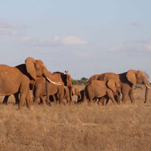 4-Day Nairobi, Mount Kenya & Samburu Safari – Kenya Highlands & Wilderness Adventure