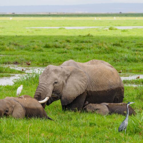 2 Days Nairobi to Amboseli Safari – Mount Kilimanjaro Wildlife Adventure