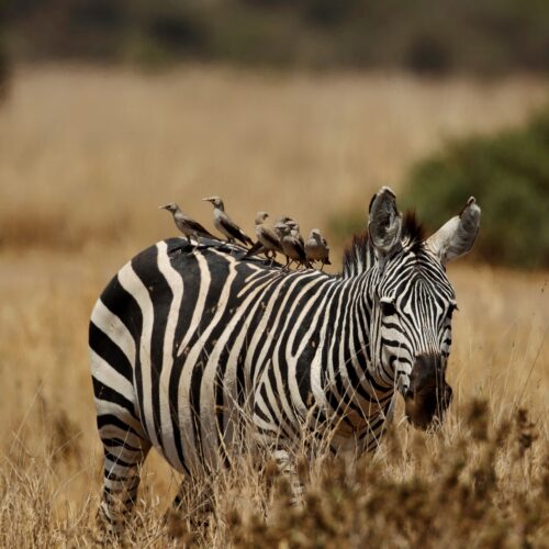 4-Day Nairobi to Amboseli, Tsavo West & Tsavo East Safari – Kenya Wildlife Adventure