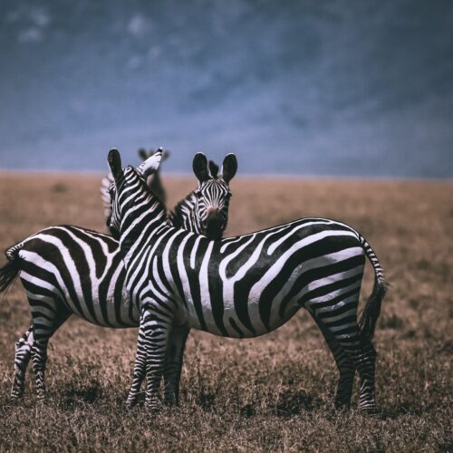 3 Days Masai Mara Amazing Budget Safari Itinerary